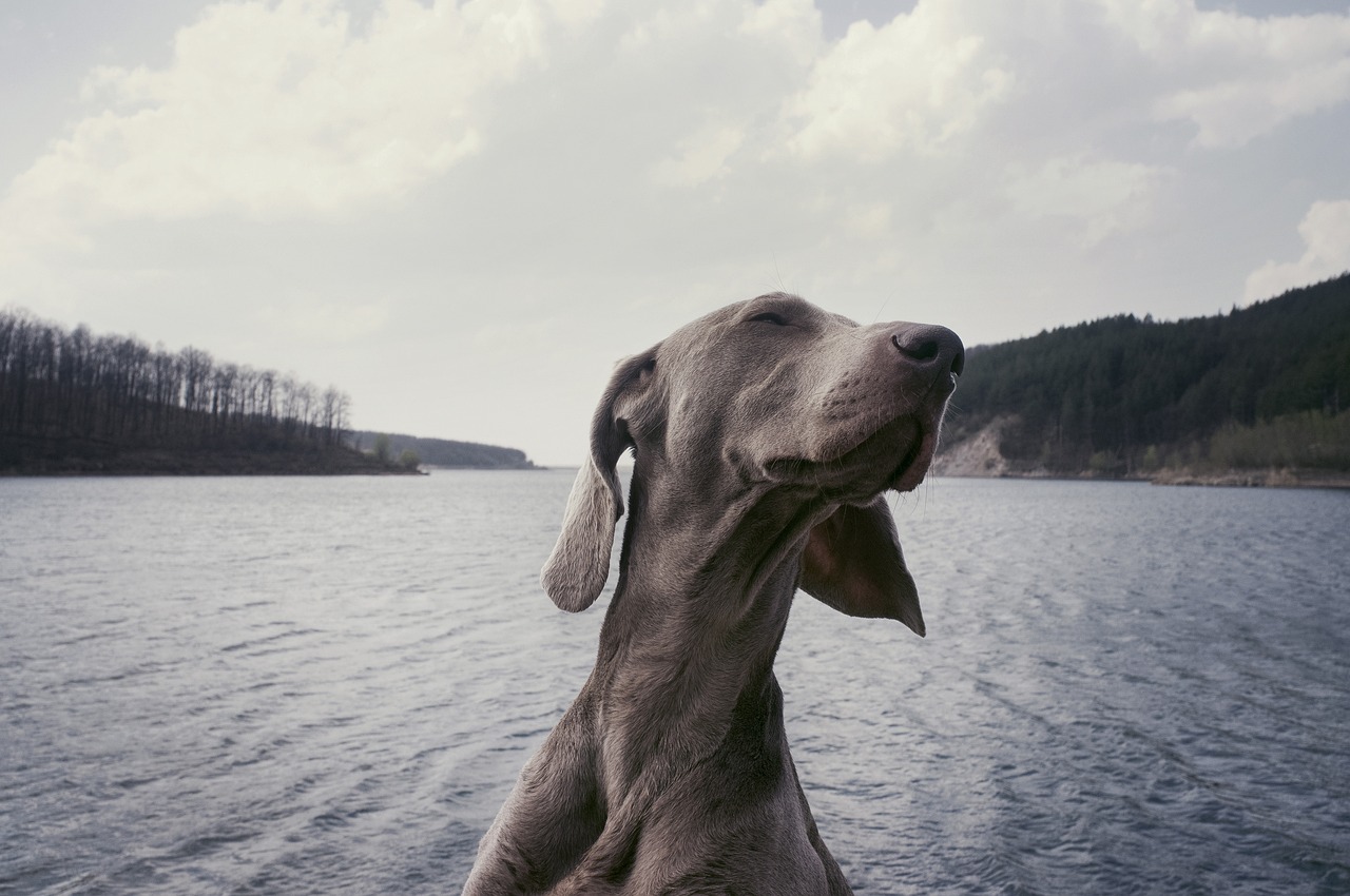 Understanding the Benefits of Feeding Dogs Fish